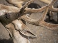 Close up deer with horn at the zoo. Zoo tour on bus. Feeding deers food. Royalty Free Stock Photo