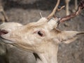 Close up deer with horn at the zoo. Zoo tour on bus. Feeding deers food. Royalty Free Stock Photo