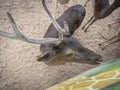 Close up deer with horn at the zoo. Zoo tour on bus. Feeding deers food. Royalty Free Stock Photo