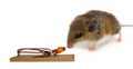 Brown and white mouse sniffing cheese in set trap