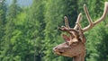 Close up. Deer in the national park. Noble deer