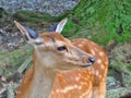 Close up of deer in nature. Royalty Free Stock Photo