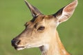 Close up deer portrait with green blurry background Royalty Free Stock Photo