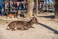 Deer relax in sunshine in the Miyajima. Hiroshima city