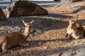 Deer relax in sunshine in the Miyajima. Hiroshima city