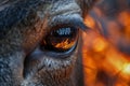 Close up of deer\'s eye with reflection of fire in forest Royalty Free Stock Photo