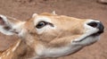 Close up of a deer`s face at a funny angle