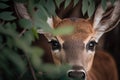 close-up of deer's face, with its eyes and nose peeking out from behind the foliage