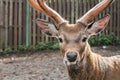 Close-up of deer`s head with antlers