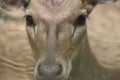 Close up of a deer\'s head, focusing on the face, eyes, nose and mouth Royalty Free Stock Photo