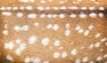 Deer skin animal texture wallpaper patterns background