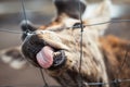 Close-up of deer tongue. The deer leaned out of the fence and pulled out his tongue. Small depth of field