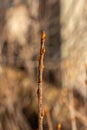 Macro view of a single alpine currant bush twig with buds