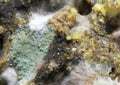 Close up defocused green and white mildew organism