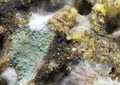 Close up defocused green and white mildew organism Royalty Free Stock Photo