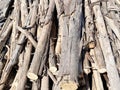 Deforested cut tree wood in forest Royalty Free Stock Photo