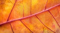 Close-up of a Delicate Autumn Leaf Vein Pattern Royalty Free Stock Photo
