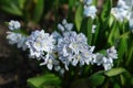 A close up of delicate bell-shaped flowers of Puschkinia scilloides var. libanotica striped squill or Lebanon squill