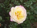 Closeup delicate blooming Hybrid Tea Rose Royalty Free Stock Photo