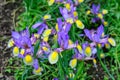 Close up of delicate blue and yellow iris flowers in full bloom, in a garden in a sunny summer day Royalty Free Stock Photo