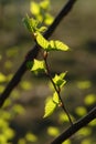 A close up of delicate bright green birch leaves in the sunlight. Spring sun shining through the young leaves Royalty Free Stock Photo