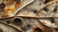 Close-up of a Delicate, Brown and White Leaf with Holes Royalty Free Stock Photo