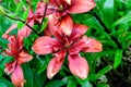 Close up of delicate dark red day lily flowers in full bloom on a water surface in a summer garden, beautiful outdoor floral backg Royalty Free Stock Photo