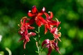 Close up of delicate dark red day lily flowers in full bloom on a water surface in a summer garden, beautiful outdoor floral Royalty Free Stock Photo