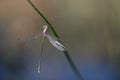 Close-up of a delicate dragonfly, a common rush damsel , hanging on a blade of grass. The background is green at Royalty Free Stock Photo