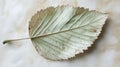 Close-up of a Delicate, Dried Leaf Royalty Free Stock Photo