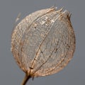 A close-up of a delicate, dried seed pod, possibly from a *Physalis* plant. The pod is a Royalty Free Stock Photo