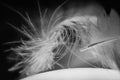 Close-up of a delicate feather in black and white, showcasing intricate details and texture. Royalty Free Stock Photo