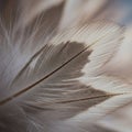 The feather features light brown and beige tones creating a gentle pattern Royalty Free Stock Photo