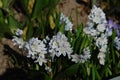 A close up of delicate flowers of Puschkinia scilloides striped squill or Lebanon squill in the garden