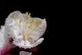 Close up of delicate fresh apricot blossoms, against a dark background, with water droplets Royalty Free Stock Photo