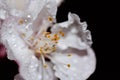 Close up of delicate fresh apricot blossoms, against a dark background, with water droplets Royalty Free Stock Photo