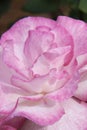 Close-up of delicate fresh white-pink blossomed rose bud Royalty Free Stock Photo