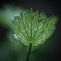 A close-up of a delicate, green leaf displaying intricate, veiny patterns resembling Royalty Free Stock Photo