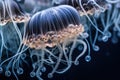 close-up of the delicate and intricate tentacles of a jellyfish