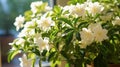 A close-up of delicate Jasmine Bonsai flowers