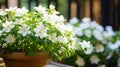 A close-up of delicate Jasmine Bonsai flowers