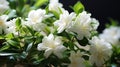 A close-up of delicate Jasmine Bonsai flowers