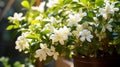 A close-up of delicate Jasmine Bonsai flowers