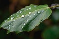 close-up of delicate leaf with dewy droplets Royalty Free Stock Photo