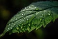 close-up of delicate leaf with dewy droplets Royalty Free Stock Photo