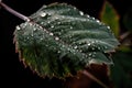 close-up of delicate leaf with dewy droplets Royalty Free Stock Photo