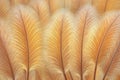 Golden Feather Array Royalty Free Stock Photo