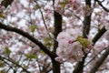 Detailed view of delicate light pink cherry blossom, photographed in Regent`s Park, London Royalty Free Stock Photo