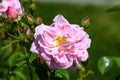 Close up of a delicate light pink rose flower in a garden in a sunny summer day, top view Royalty Free Stock Photo