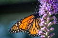 Mature Monarch butterfly Danaus plexippus feeding on a Liatris Liatris spicata flower